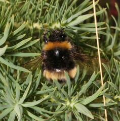 Bombus