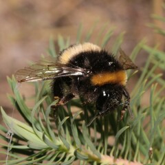 Bombus