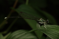 Pseudocopera ciliata