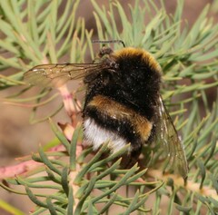 Bombus