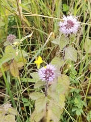 Mentha aquatica