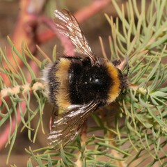 Bombus