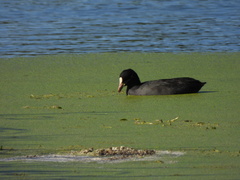 Fulica atra