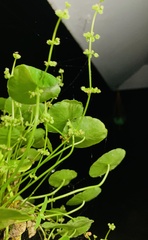 Alisma plantago-aquatica