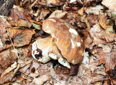 Boletus edulis