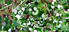 Peltigera leucophlebia