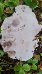 Ganoderma applanatum