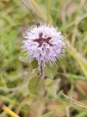 Mentha aquatica