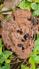 Ganoderma applanatum