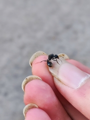 Messor aciculatus
