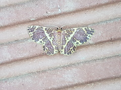 Eois escamata