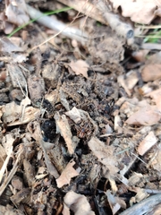 Pachygnatha autumnalis