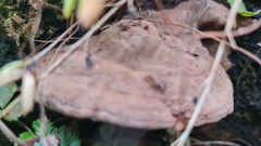 Ganoderma applanatum