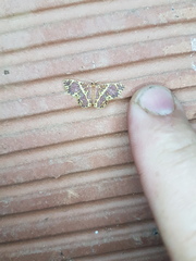 Eois escamata