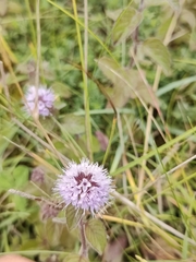 Mentha aquatica