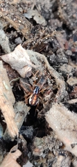 Pachygnatha autumnalis