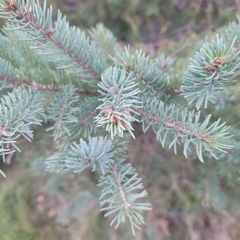 Picea