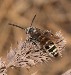 Colpa quinquecincta