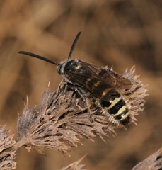 Colpa quinquecincta