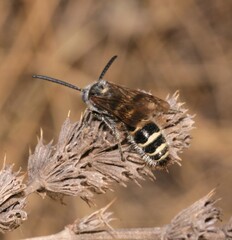 Colpa quinquecincta