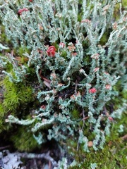 Cladonia bellidiflora