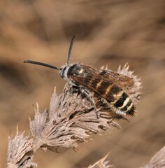 Colpa quinquecincta