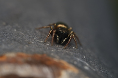 Heliophanus