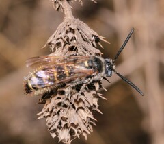 Colpa quinquecincta
