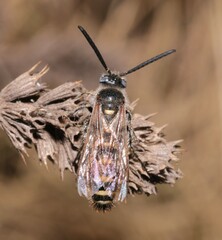 Colpa quinquecincta
