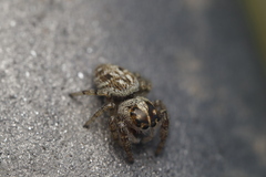 Macaroeris nidicolens