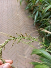 Setaria megaphylla