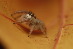 Macaroeris nidicolens