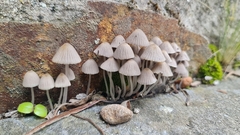 Coprinellus impatiens