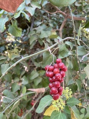 Smilax aspera