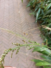 Setaria megaphylla