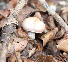 Cortinarius torvus