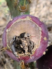 Opuntia lindheimeri