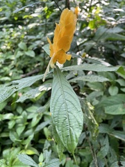 Pachystachys lutea