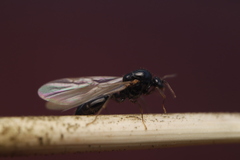 Solenopsis fugax