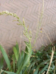 Setaria megaphylla