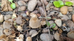 Coprinellus impatiens