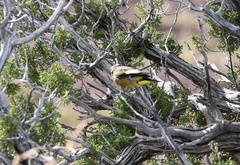 Coccothraustes vespertinus