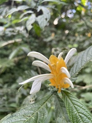 Pachystachys lutea