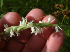 Spiranthes vernalis