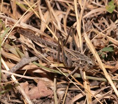 Platycleis affinis