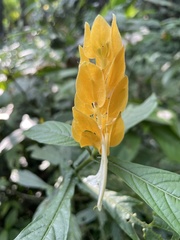 Pachystachys lutea