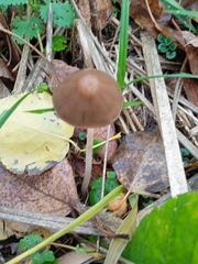 Parasola conopilea