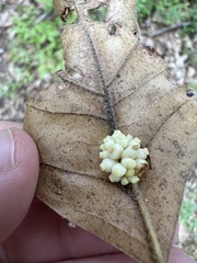 Kokkocynips decidua