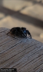 Phidippus audax