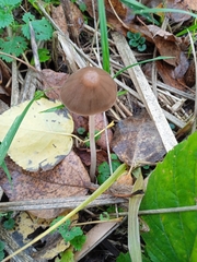 Parasola conopilea